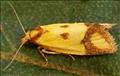 0938 (49.11) Agapeta zoegana